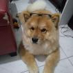 Kookie, Chow Chow