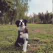 Fly, Border Collie
