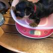 Lola, Yorkshire Terrier