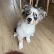 Stella, Berger Australien