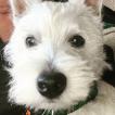 Nancy, Westies