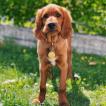 Marlo, Setter Irlandés