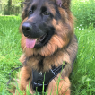 Roxie, Perro Pastor Alemán