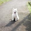London, Samoyedo