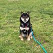 Haku, Shiba Inu Japonés