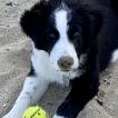 KLIPPER, Border Collie