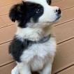 Luca, Border Collie