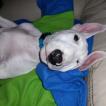 Rocco, Bull Terrier