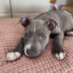 Mortdecai, Staffordshire Bull Terrier