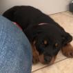 Dara Rodrigues Kennel club, Rottweiler