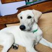 Nemo, Labrador Retriever