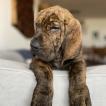 Ragnar Gelfenstein Perey, Fila Brasileño
