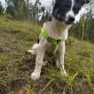 Aegon collie, Border Collie