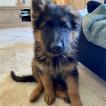 Sky, Berger Allemand