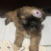 Mel, Shih Tzu