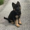 sherkan, Berger Allemand