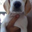 Ayla, Beagle