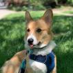 Finley, Corgi Galés De Pembroke