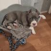 Hembert, Bull Terrier