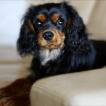 Lennon, Cavalier King Charles Spaniel