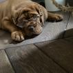 Homer, Dogo De Burdeos