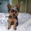 lola