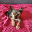 lola, Yorkshire Terrier