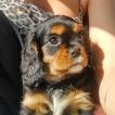 Roc, Cavalier King Charles Spaniel