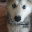 Igorcito, Husky Siberiano
