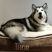 Thor, Alaskan Malamute