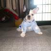 Tyrion, Bouledogue francese