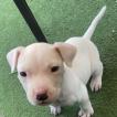 Nova, Dogo Argentino