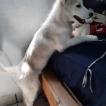 Zafira, Siberian Husky