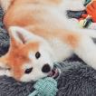 Seiya, Akita Inu