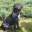 Rider, Staffordshire Bull Terrier