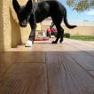 Scooby, Autres Chiens
