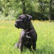 Luna, Cane Corso