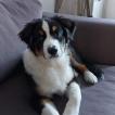 Paco, Pastor Australiano