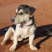 Maxx Brwner, Parson Jack Russell Terrier (De Pelaje Corto - Suave)