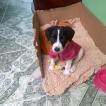 Lola, Otros perros