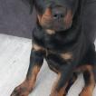 Negra, Rottweiler