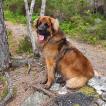 Bamse, Leonberger