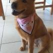 Pandora, Chow Chow