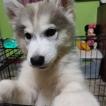 Sora, Husky Siberien