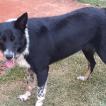 Pandora, Border Collie