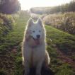 Maple, Samoyedo