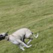 ralph, Whippet