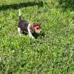 Dj, Beagle