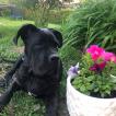 IVAR, Cane Corso