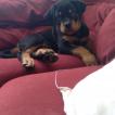 Kovú M. Mendes, Rottweiler
